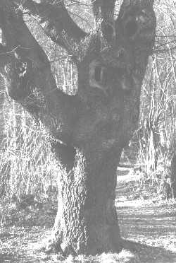 03-4 Augenbaum 1